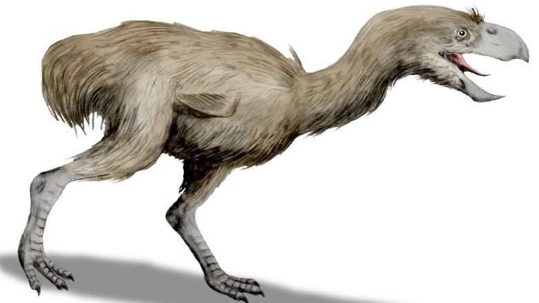 terror bird illustration