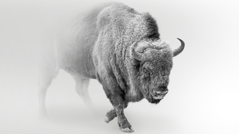 The Great White Buffalo