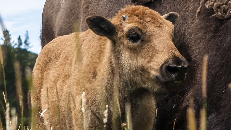 A bison calf