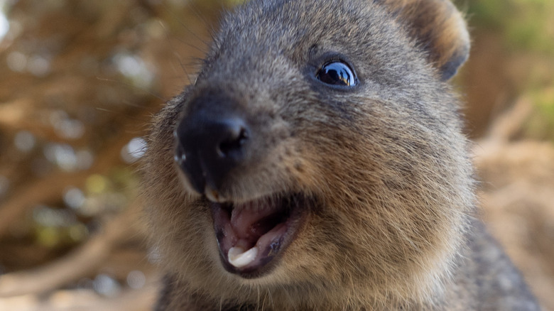 A quokka