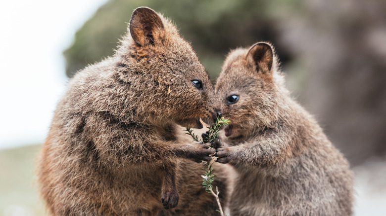 Two quokkas eating 