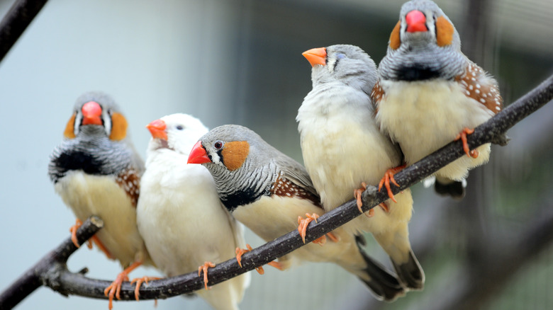 Zebra finches