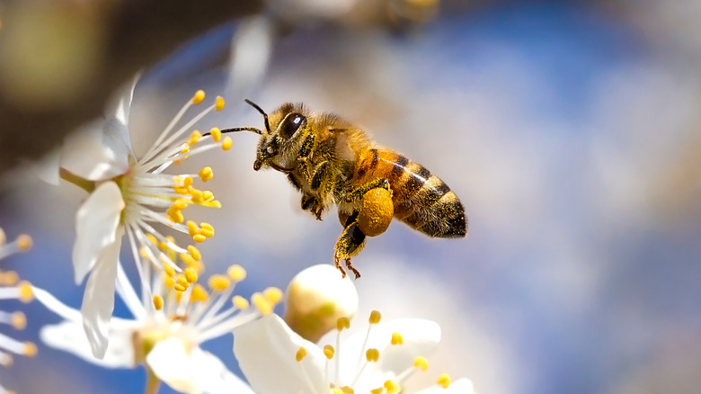 honeybee pollinating