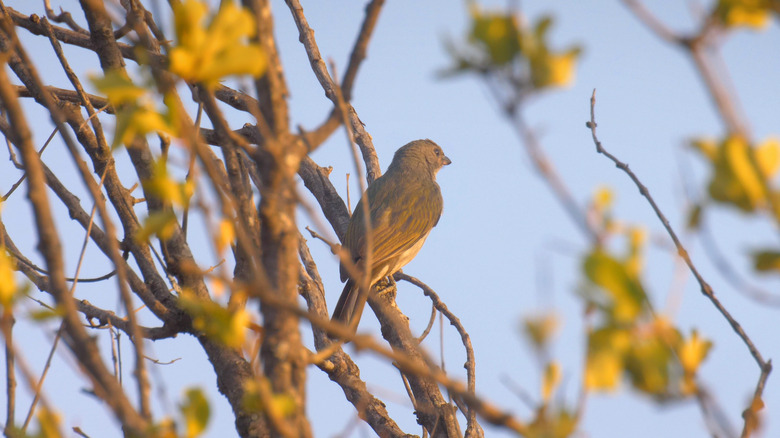 Honeyguide in africa
