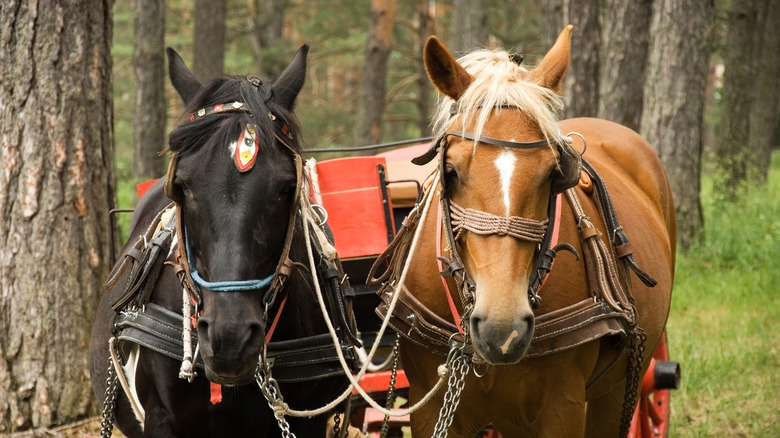 horses pulling trolley