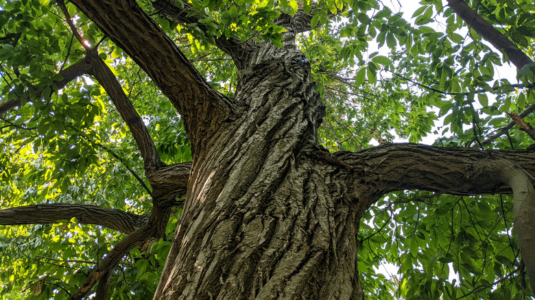 Chestnut tree