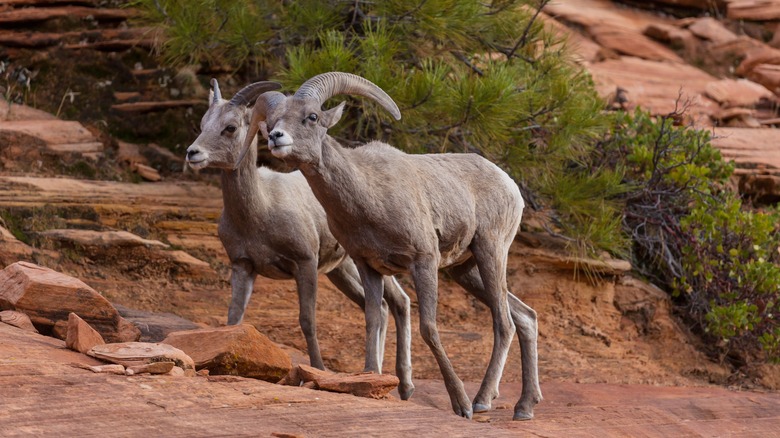 Wild mountain goat