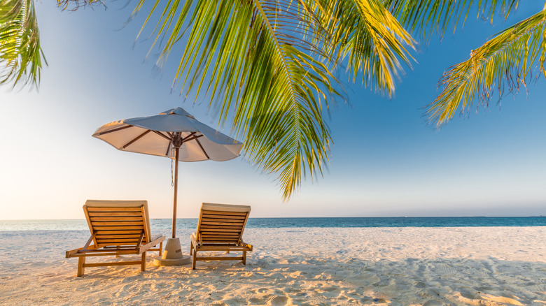 Beach, beach chairs, palm tree