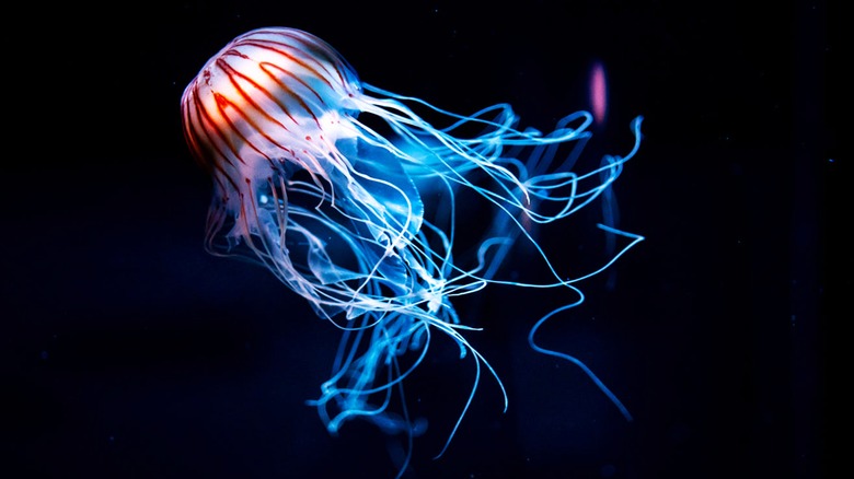 Colorful image of jellyfish against dark backdrop