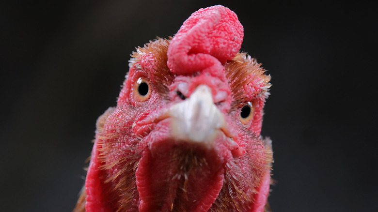 Close up of a rooster's face