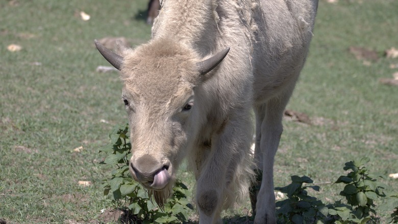 White bison calf