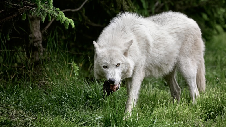 A gray wolf in long grass
