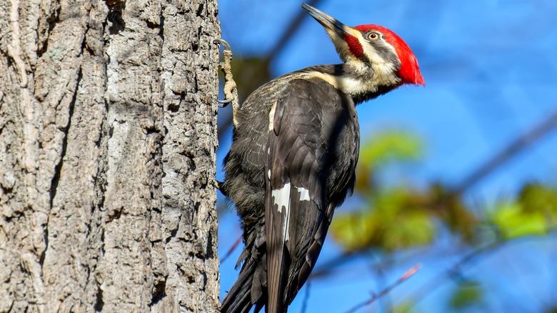 Woodpecker on tree