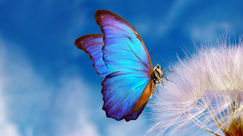 A blue butterfly on a flower