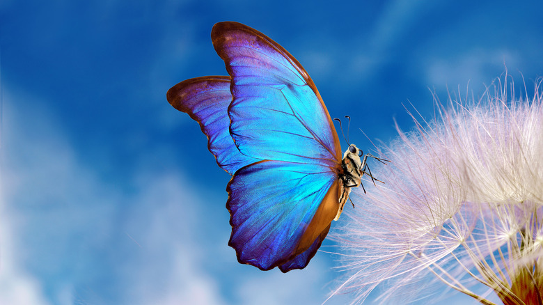 A blue butterfly on a flower