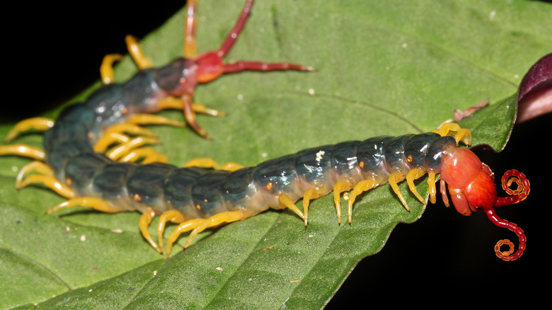 Amazonian giant centipede on leaf
