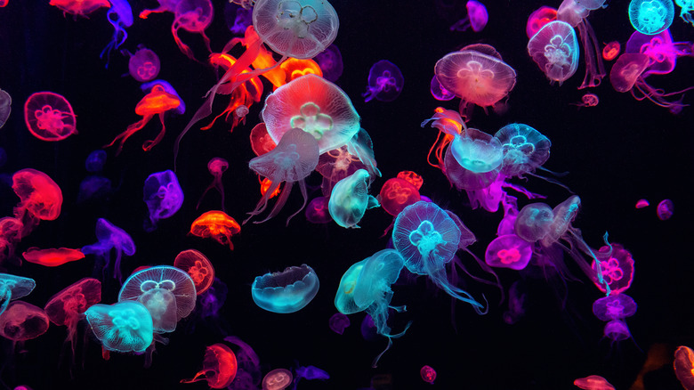 Colorful jellyfish