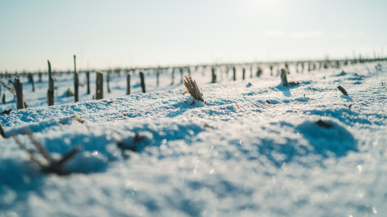 Crop stems sticking up from snow cover, closeup