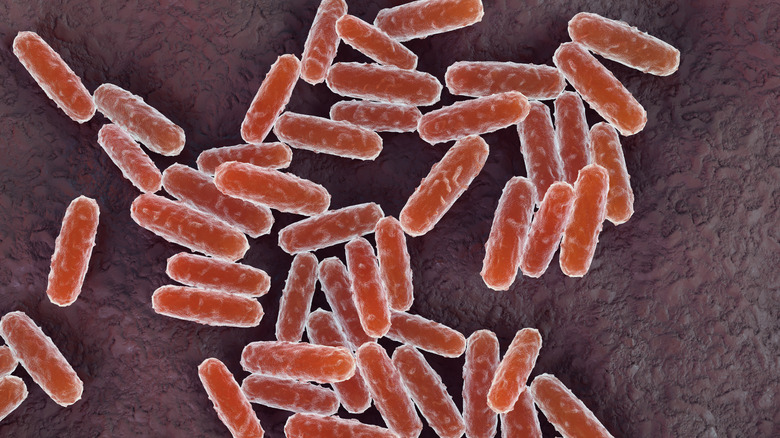 3D illustration of Yersinia pestis bacteria that caused bubonic plague.