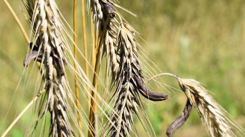 Rye infected with ergot fungus closeup