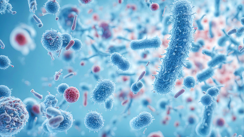 stock image of barcterial sample