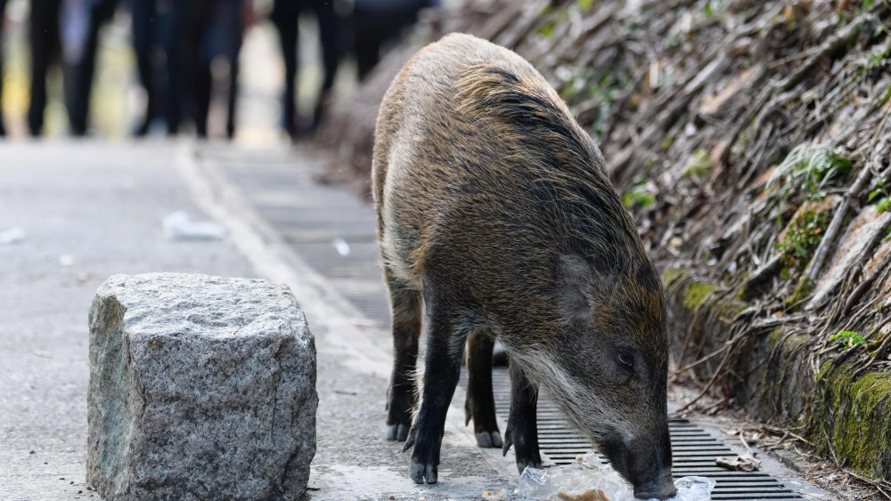 boar, sniffing