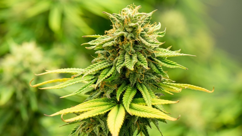 Cannabis marijuana plant