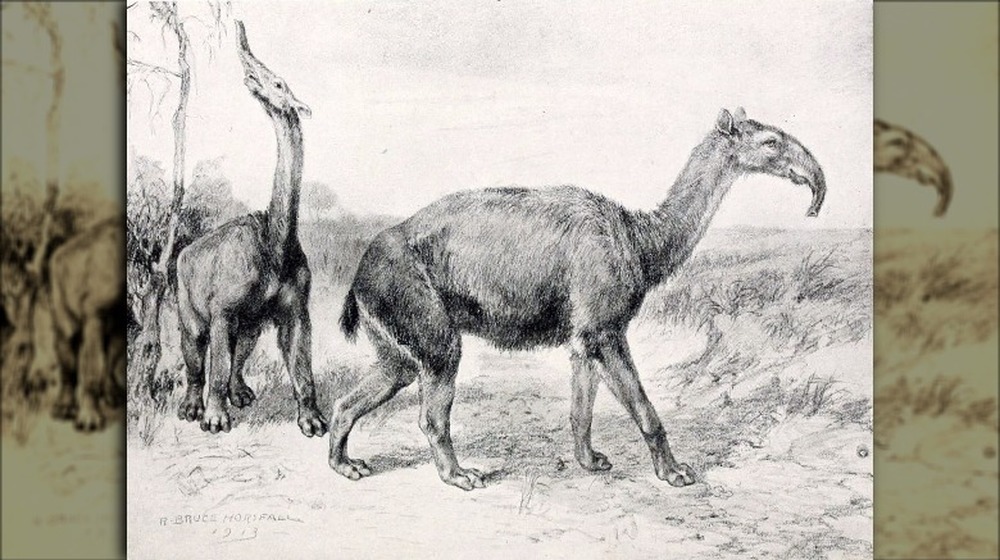 prehistoric horse llama eating