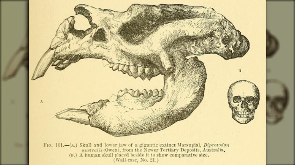 marsupial prehistoric skull comparison