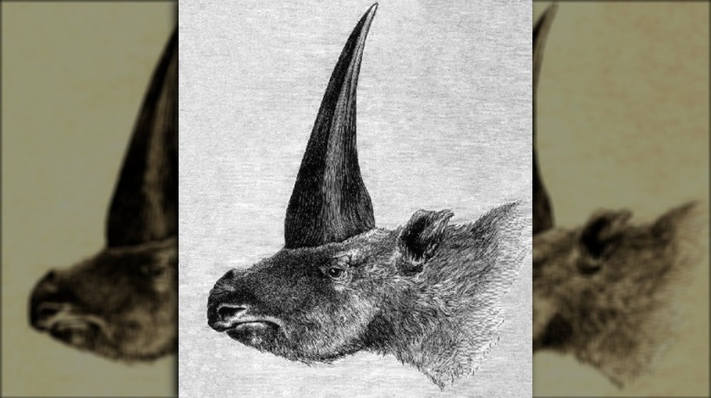 Siberian unicorn wooly rhino