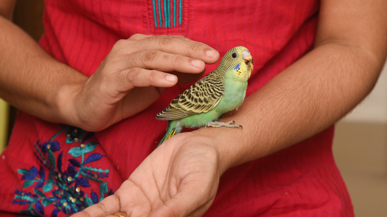 Person petting bird