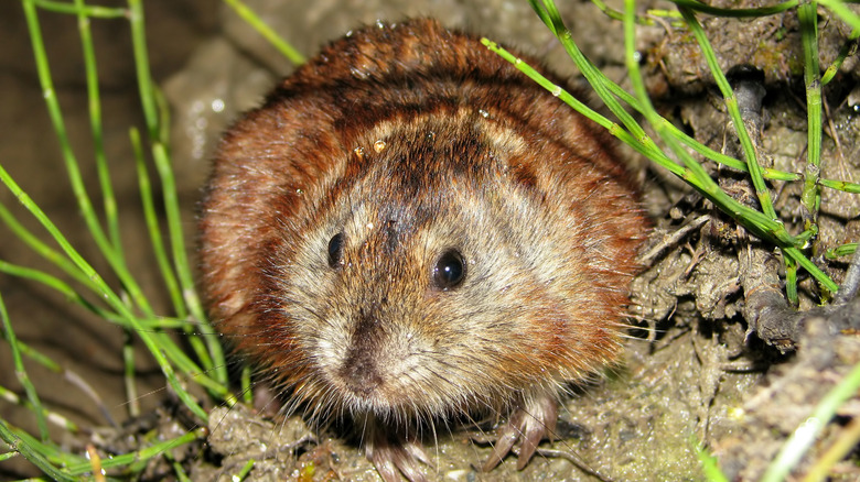 A lemming in muddy grass