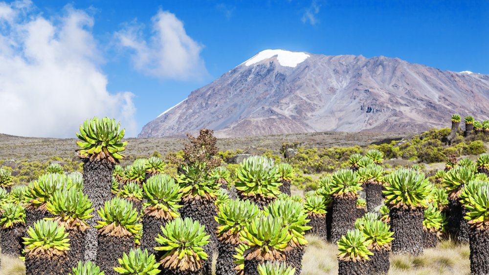 Mt. Kilimanjaro