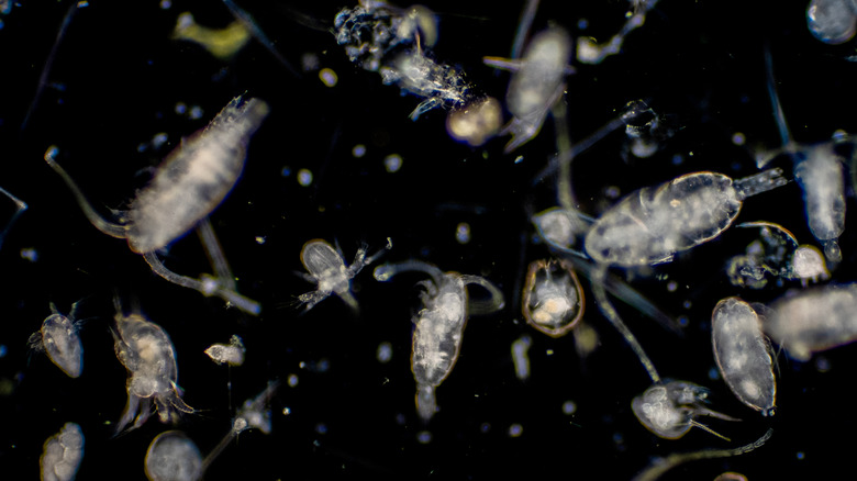 Много морского планктона