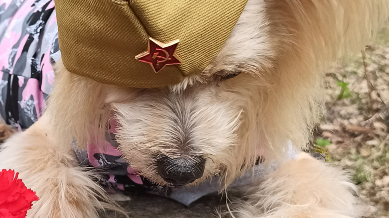 puppy wearing a military-style hat