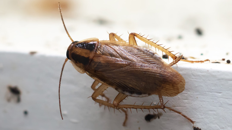 German cockroach on shelf