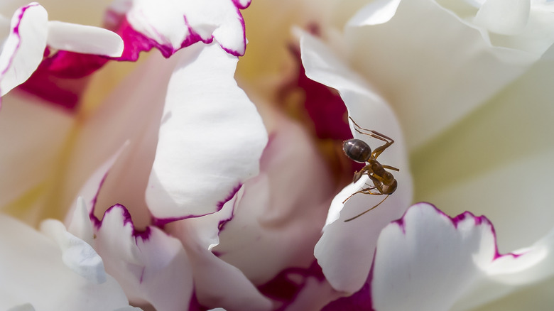 ant pink flower petals
