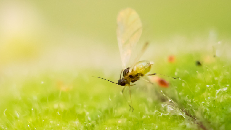 light green fungus gnat fly