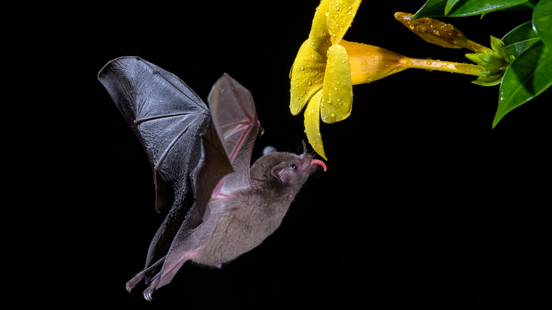 bat tongue yellow flower