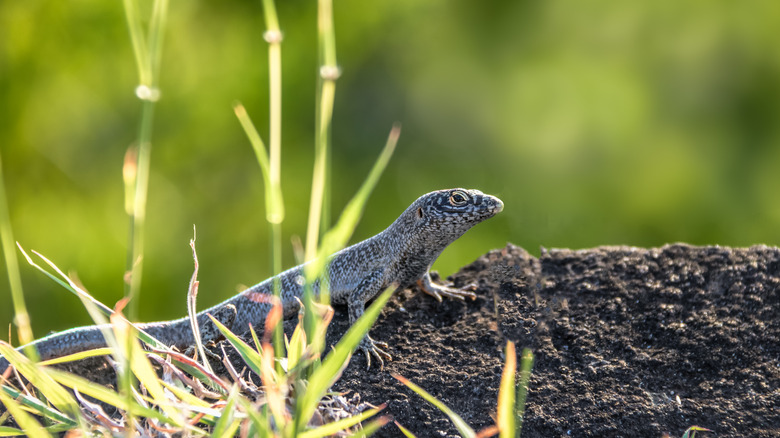 Noronha skink lizard on rock grass