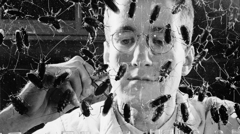 Cockroach scientist