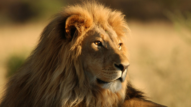 A lion