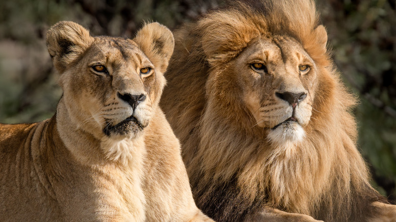 Two lions lying together