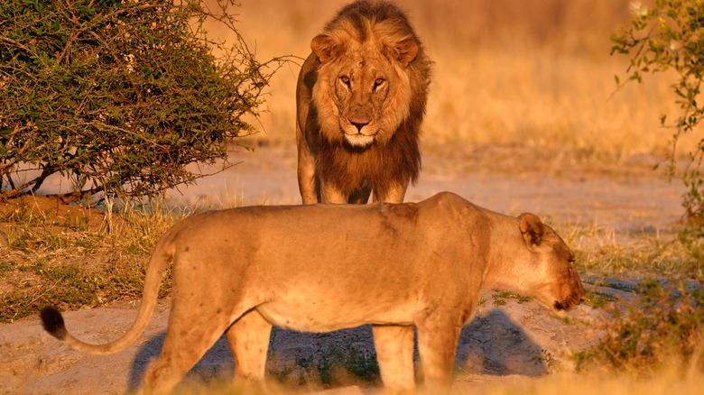 Two lions in landscape with sparse vegetation