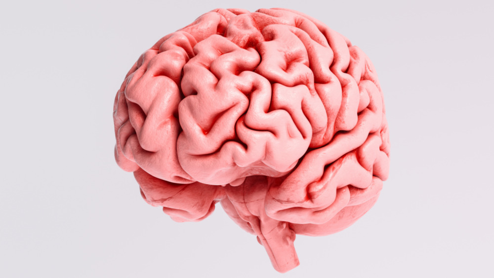 Model of the human brain