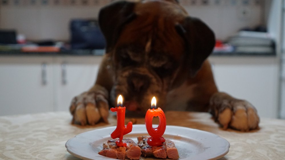 Dog birthday