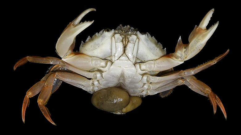Crab with sacculina carcini barnacles visible at bottom.