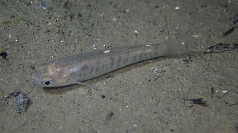Closeup of California killifish in water.