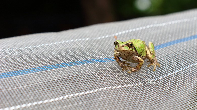 Closeup of green Japanese tree frog sitting on netting.