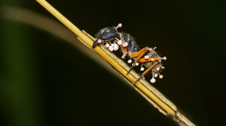 Ant on plant stalk with ophiocordyceps fruiting bodies sprouting from exoskeleton.